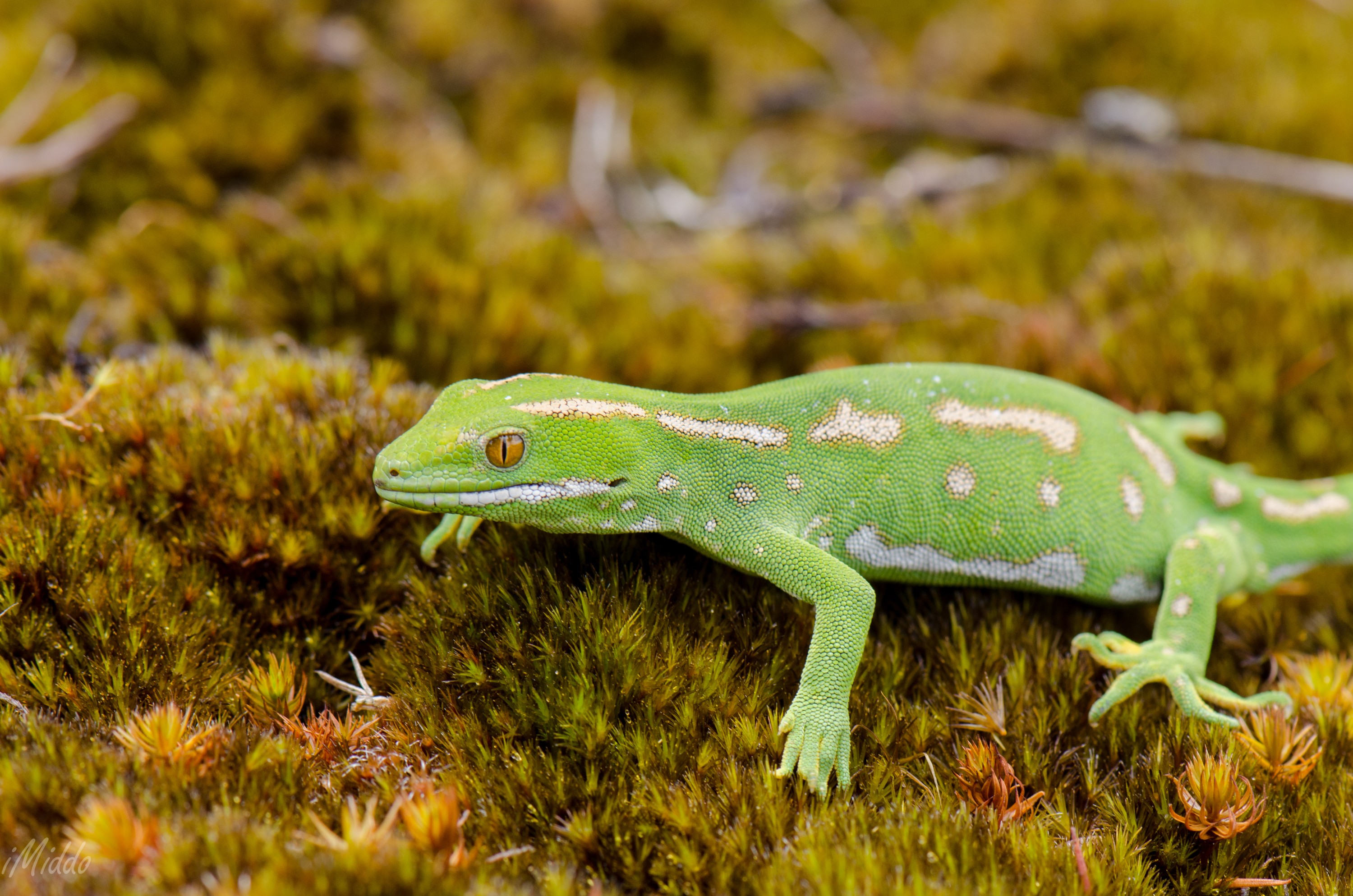 DSC_1438-3 – irene, northland, new zealand, reptile, herpetofauna, fauna, gecko, green, far north, grayii, gray's, naultinus, nov16